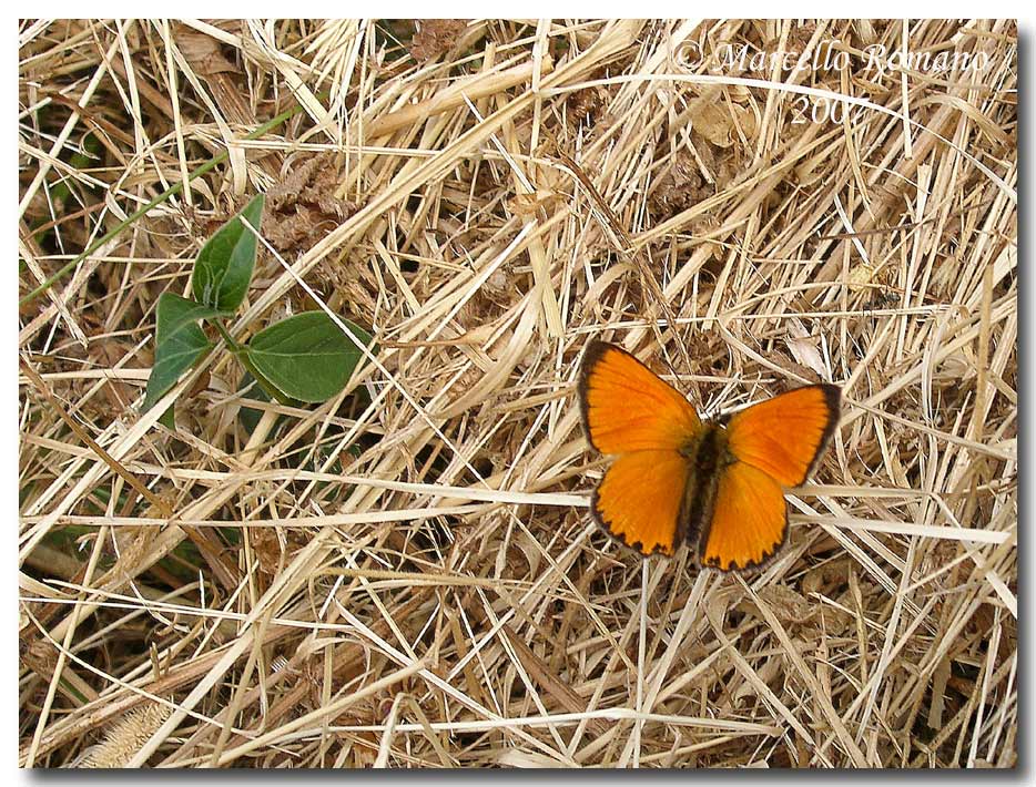 A spasso sulle Alpi Marittime: 3. Lycaena virgaureae